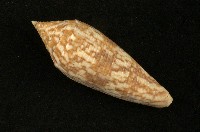 藏品(長芋螺)的圖片